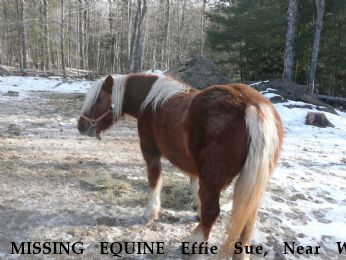 MISSING EQUINE Effie Sue, Near W. Chesterfield, NH, 03466